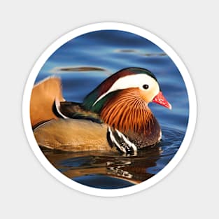 Beautiful Mandarin Duck at the Pond Magnet